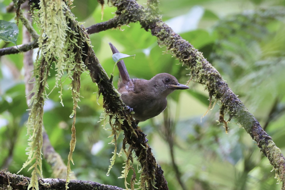 Fiji Shrikebill - ML614632994