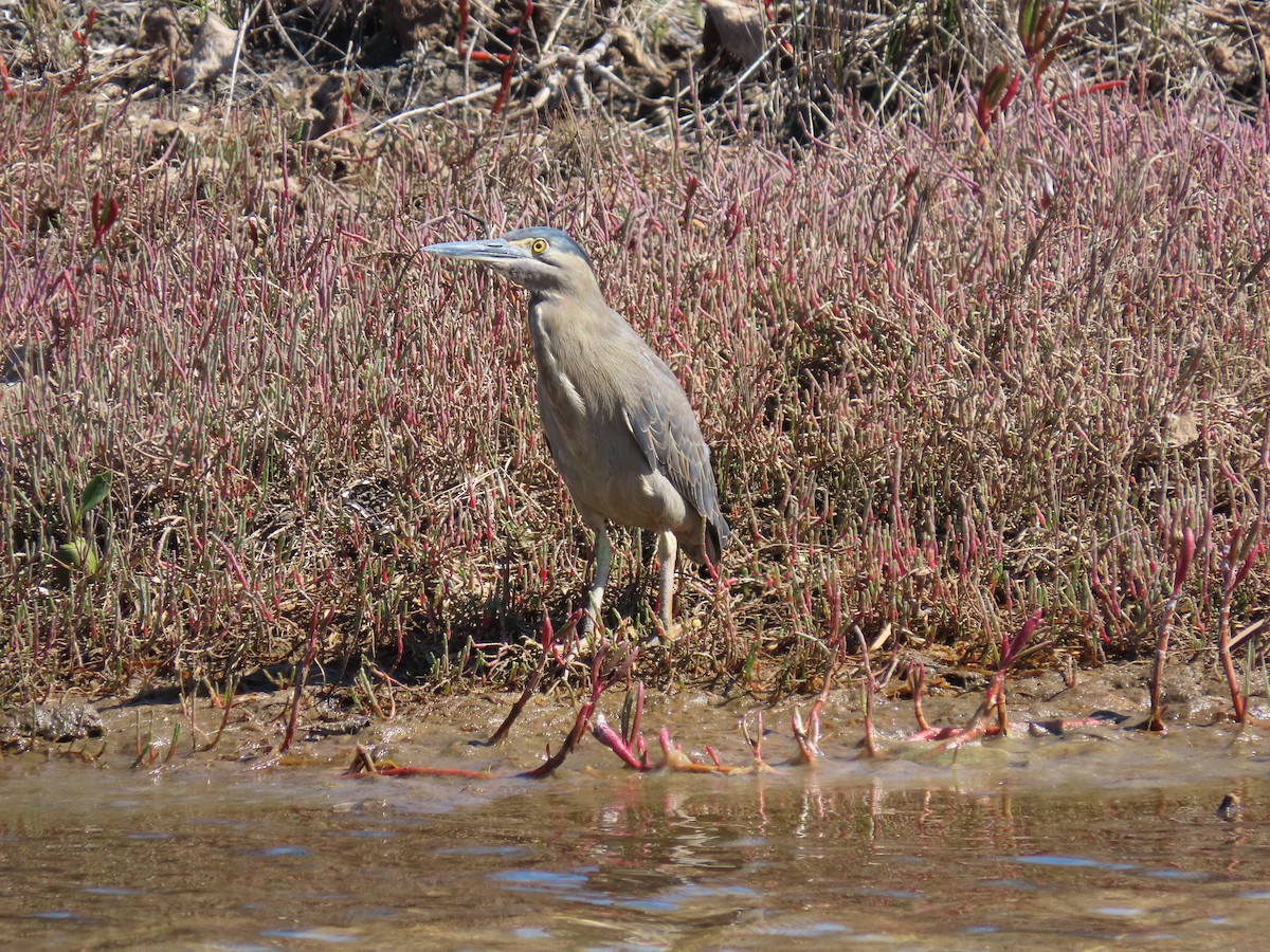 Striated Heron - ML614633101