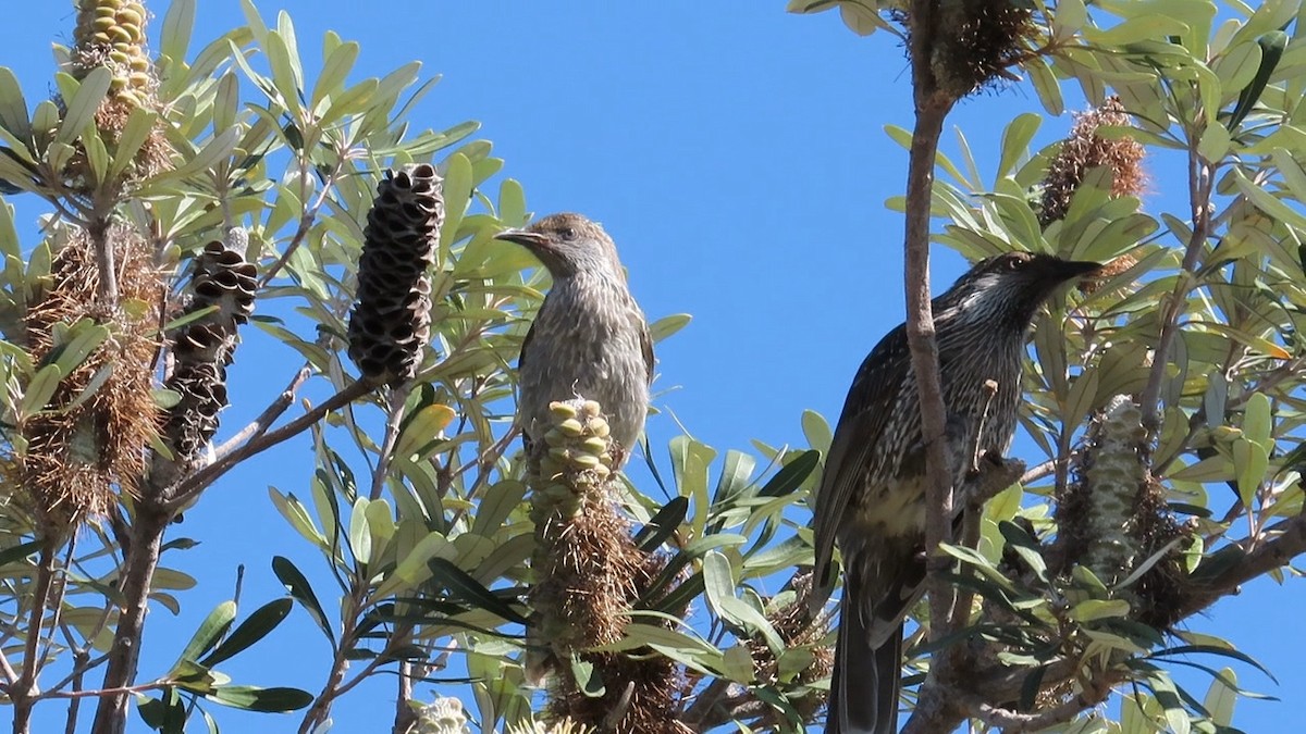 Little Wattlebird - ML614633115