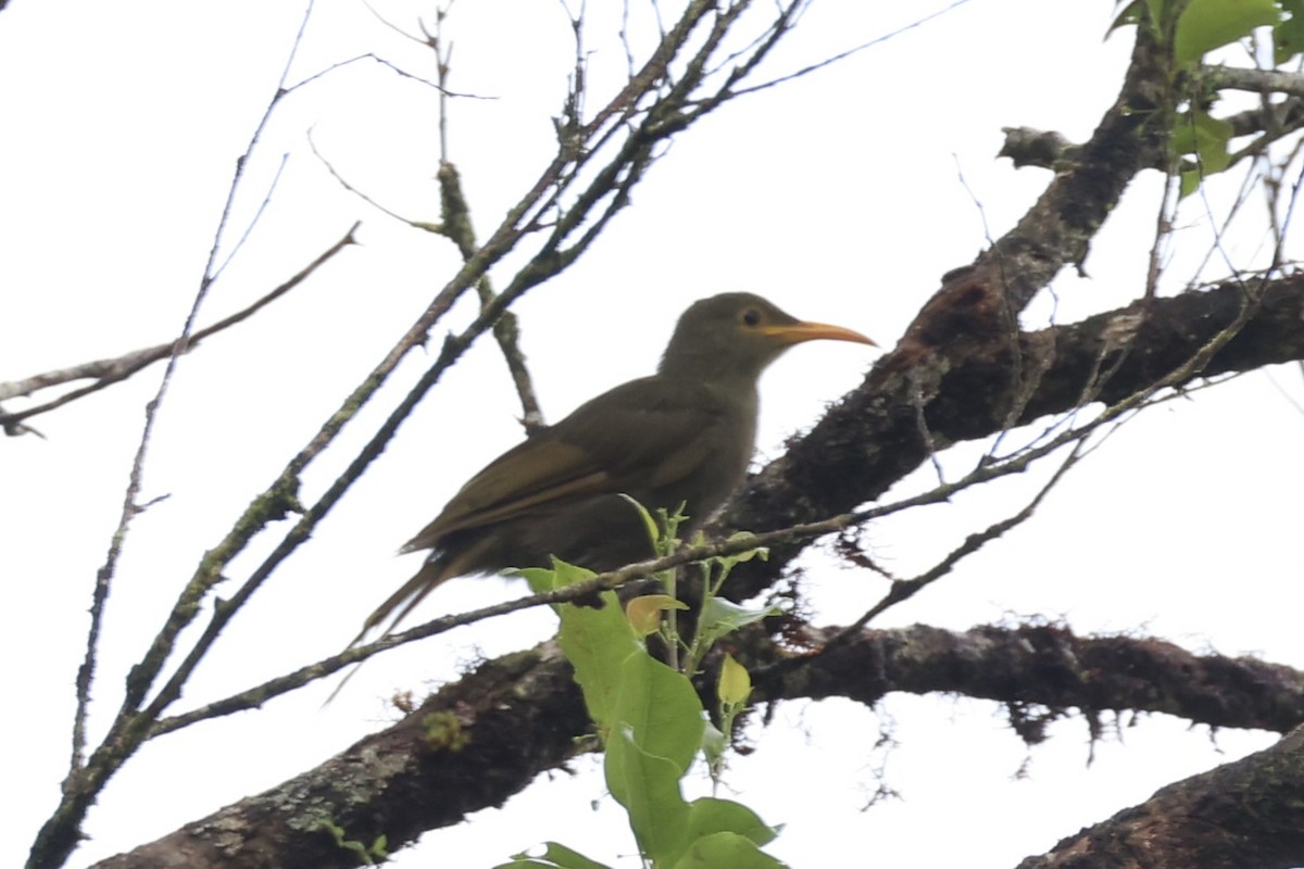 Chattering Giant-Honeyeater - ML614633116