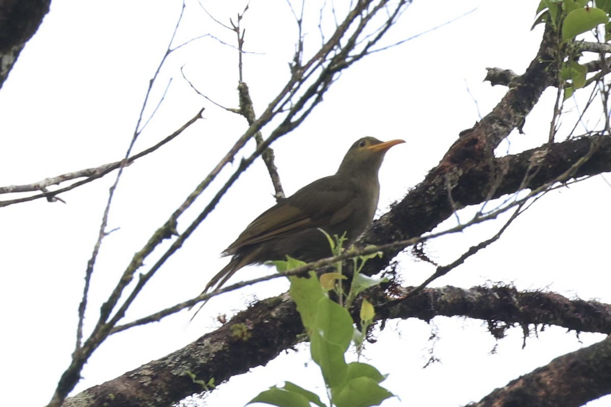 Chattering Giant-Honeyeater - Andrew William