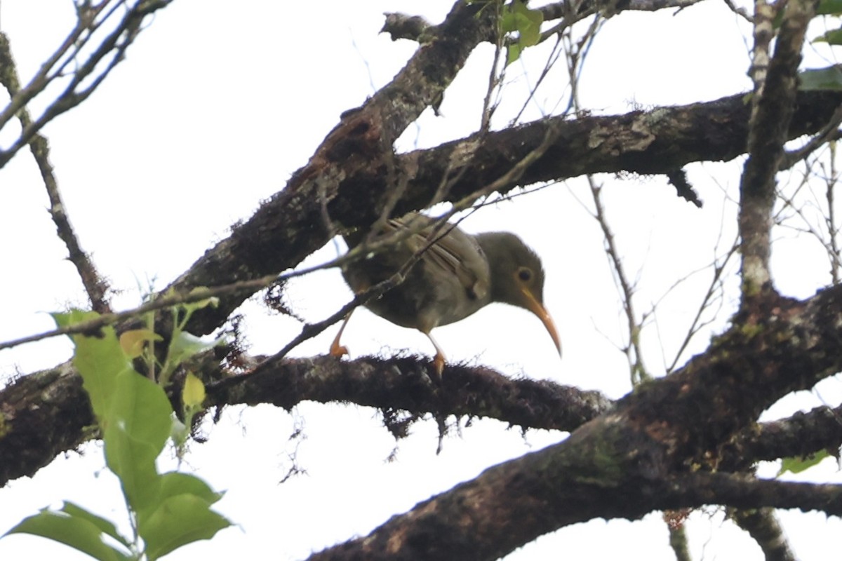 Chattering Giant-Honeyeater - ML614633118