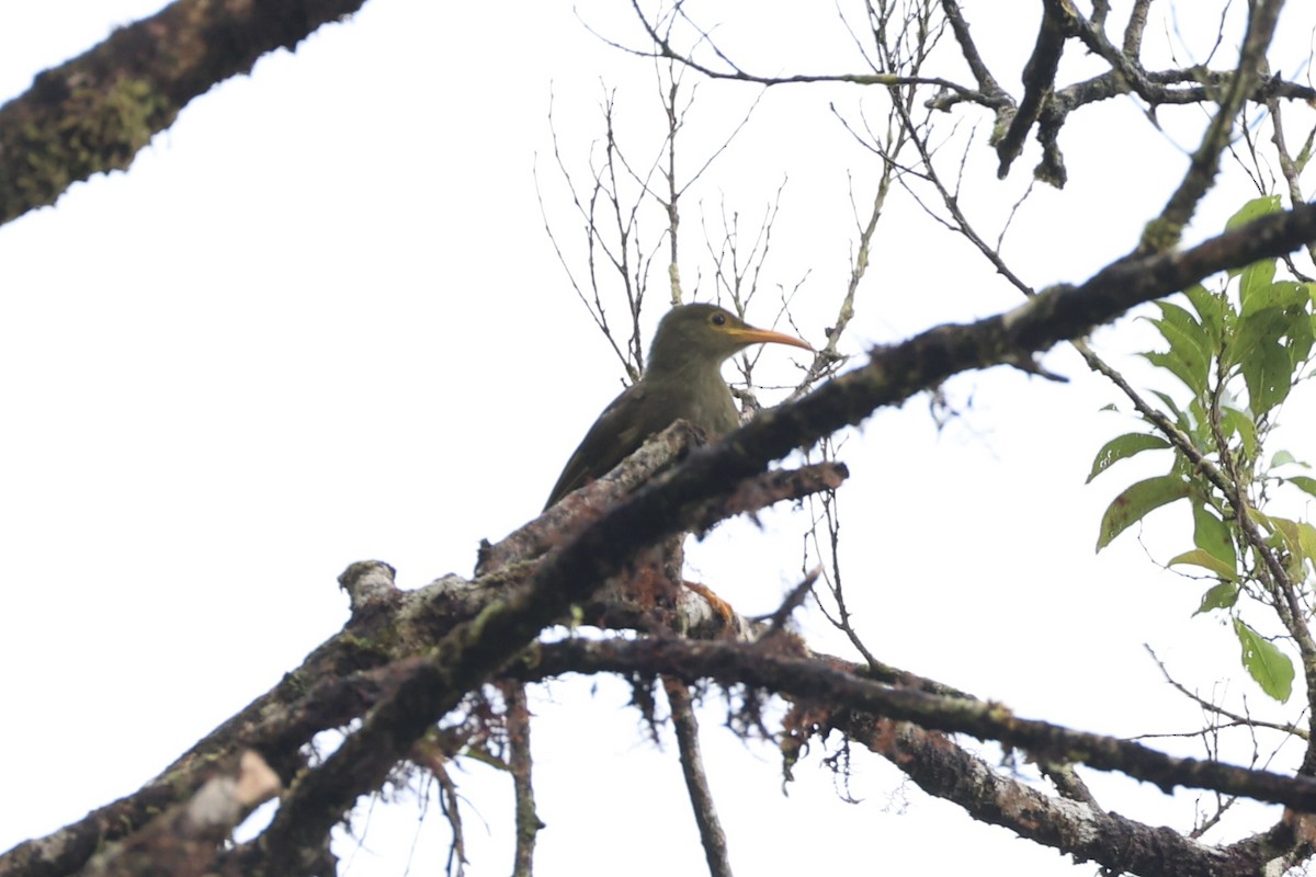 Chattering Giant-Honeyeater - ML614633119