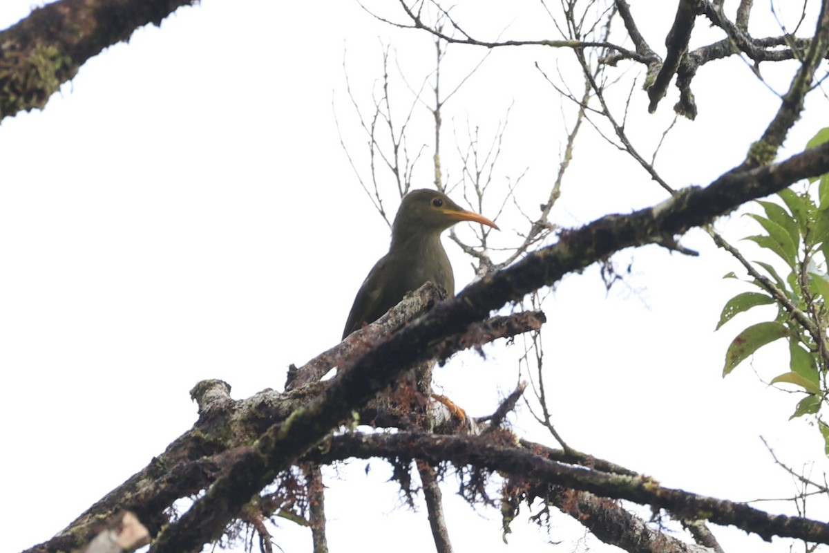 Chattering Giant-Honeyeater - ML614633120