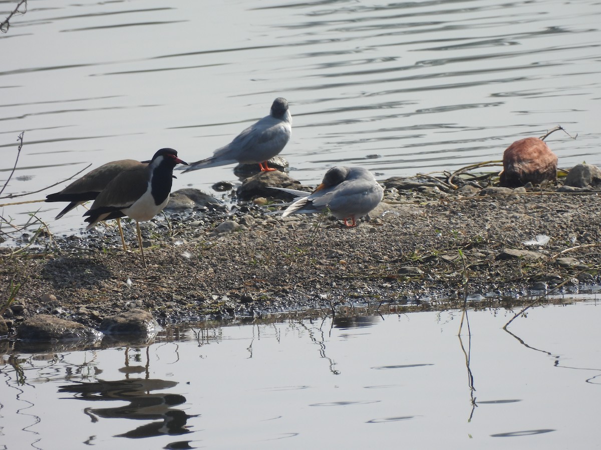 River Tern - Shilpa Gadgil