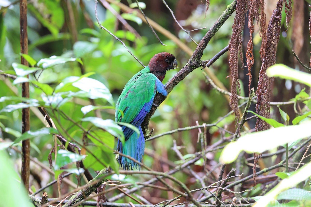 Фиджийский попугай-арлекин - ML614633125
