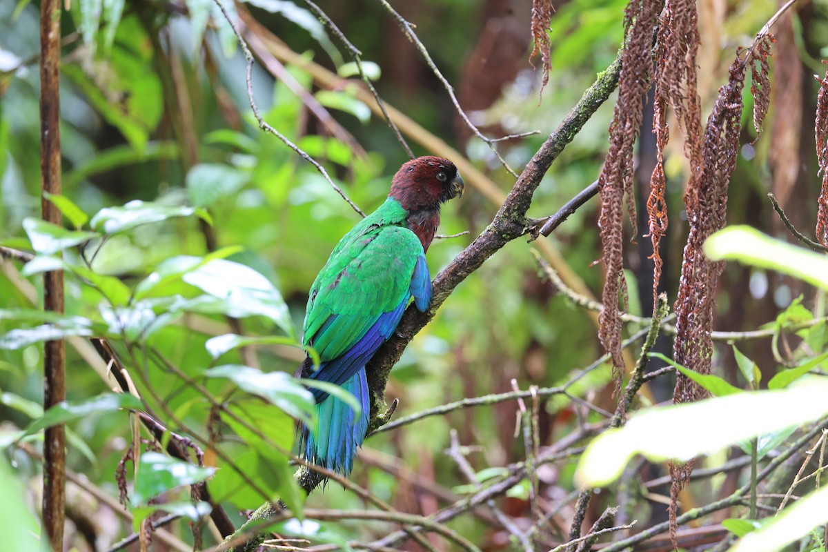 Фиджийский попугай-арлекин - ML614633126