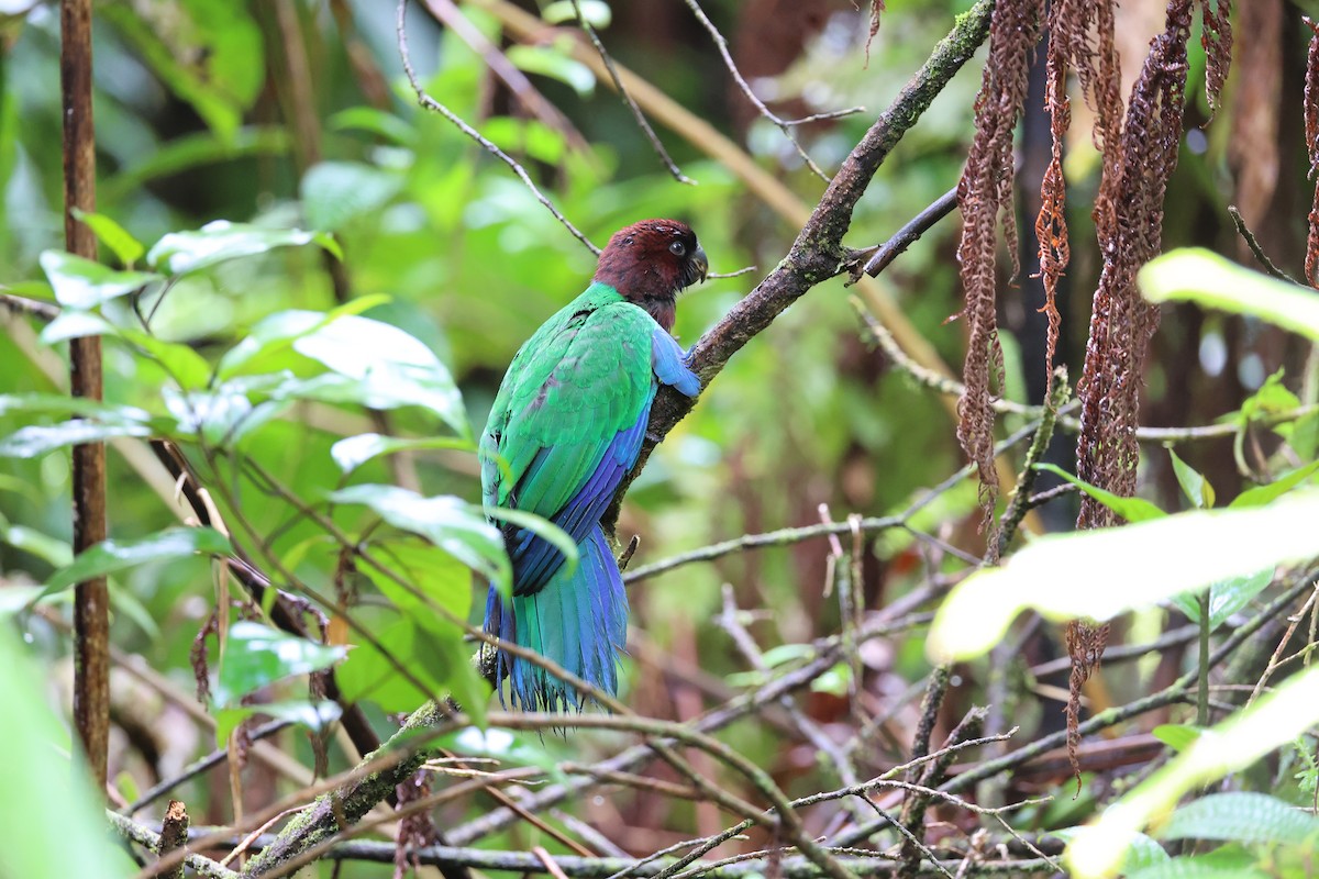 Фиджийский попугай-арлекин - ML614633127