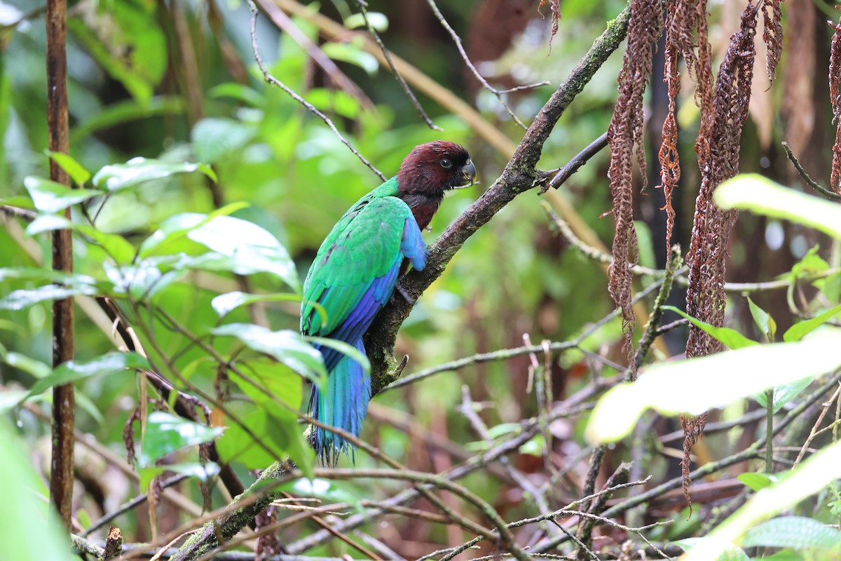 Фиджийский попугай-арлекин - ML614633128