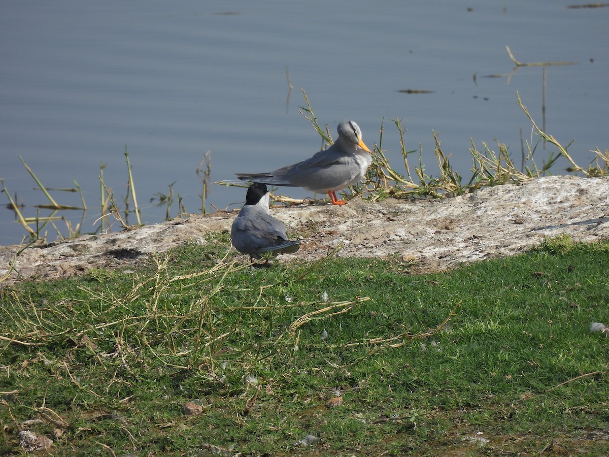 River Tern - ML614633132