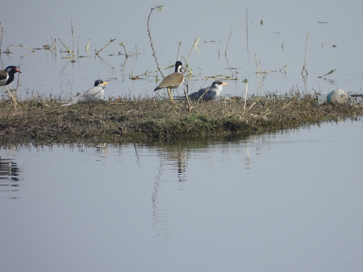 River Tern - ML614633139