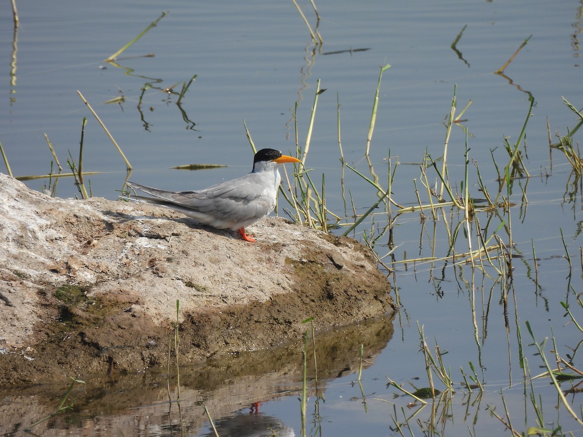 River Tern - ML614633144