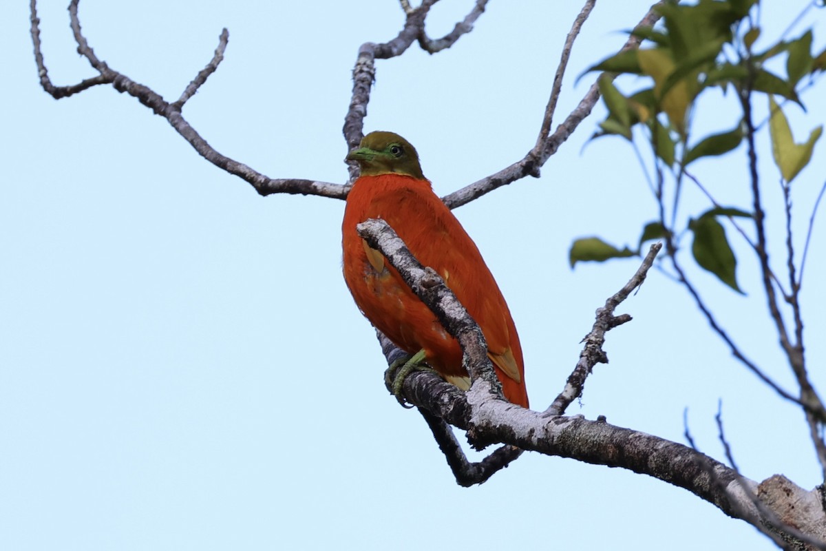 Orange Dove - Andrew William