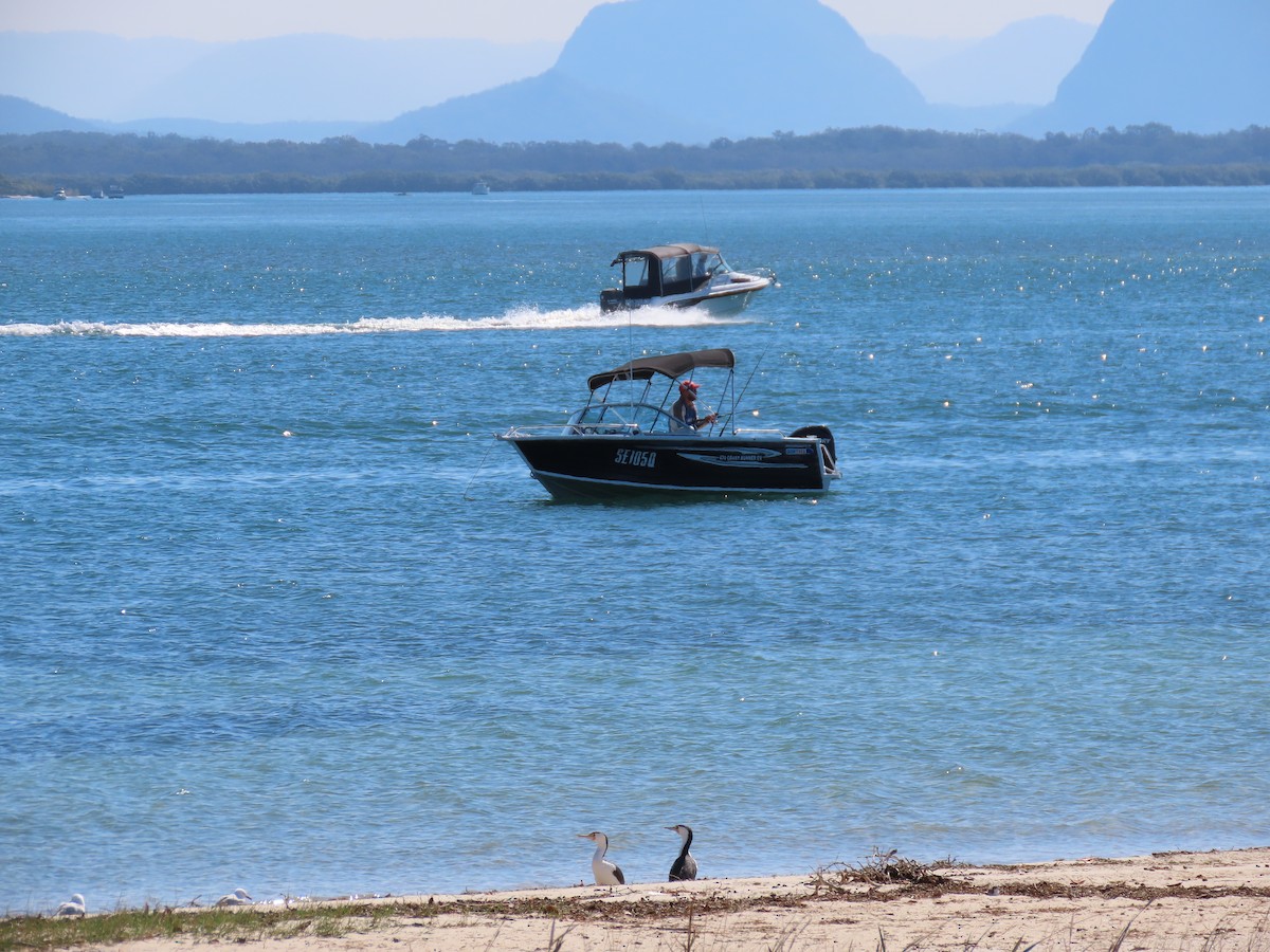Pied Cormorant - ML614633161
