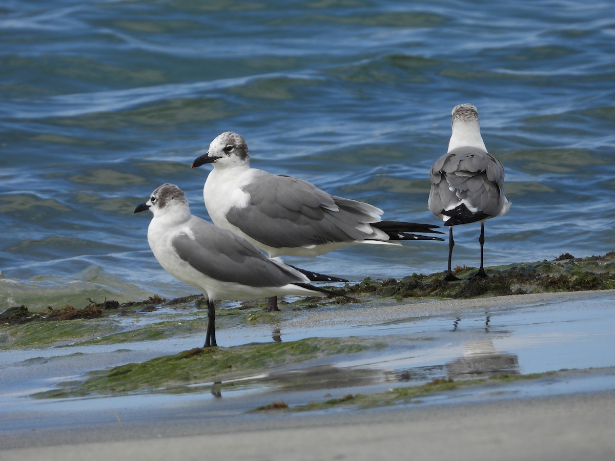 Laughing Gull - ML614633233