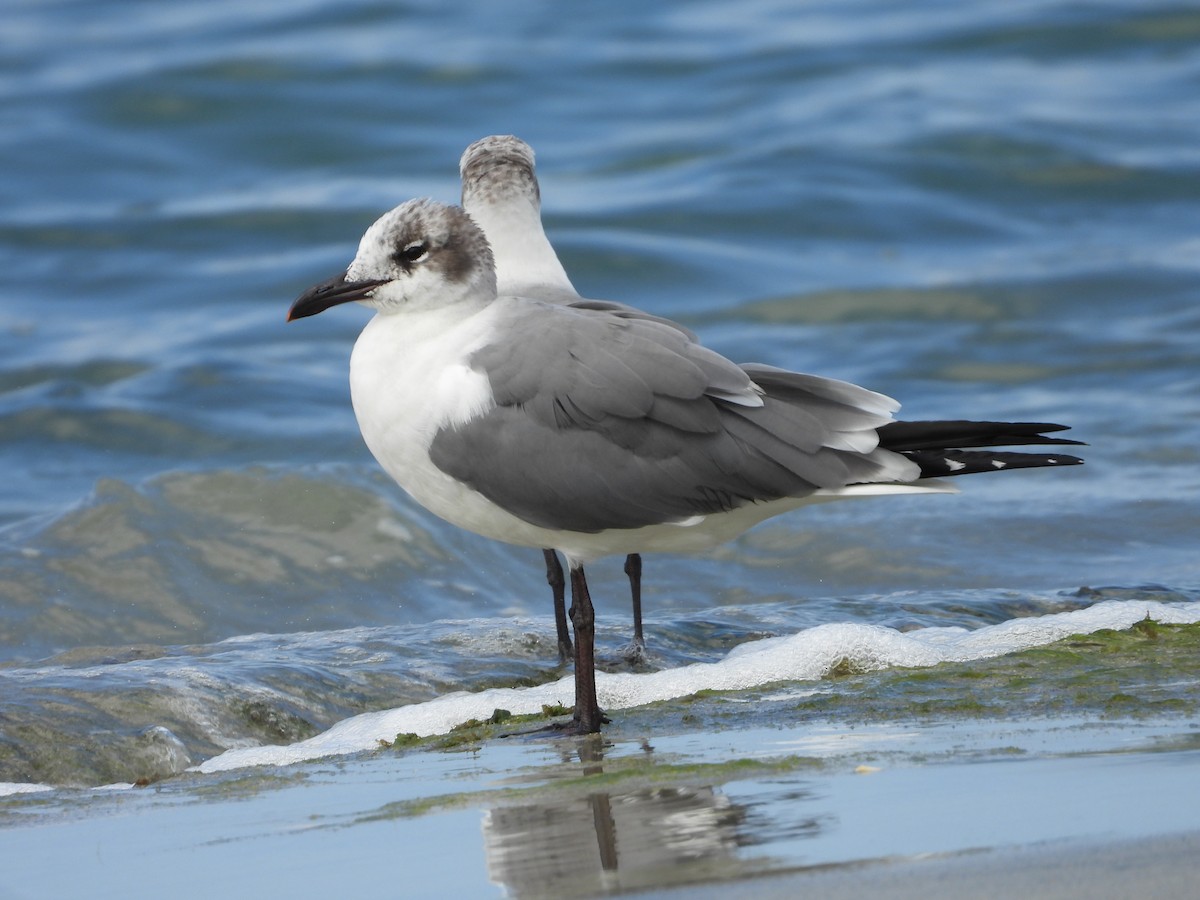 Laughing Gull - ML614633234