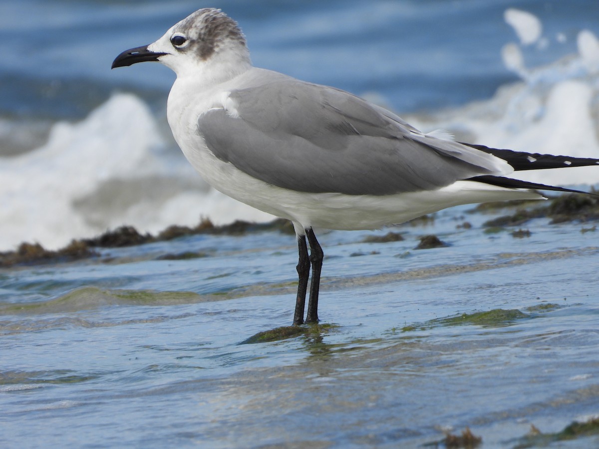 Laughing Gull - ML614633235