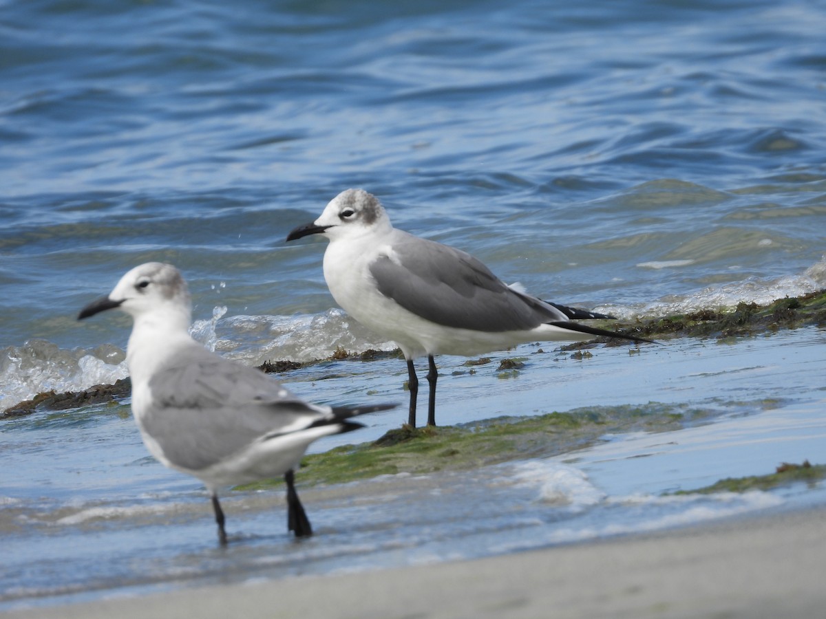 Laughing Gull - ML614633236