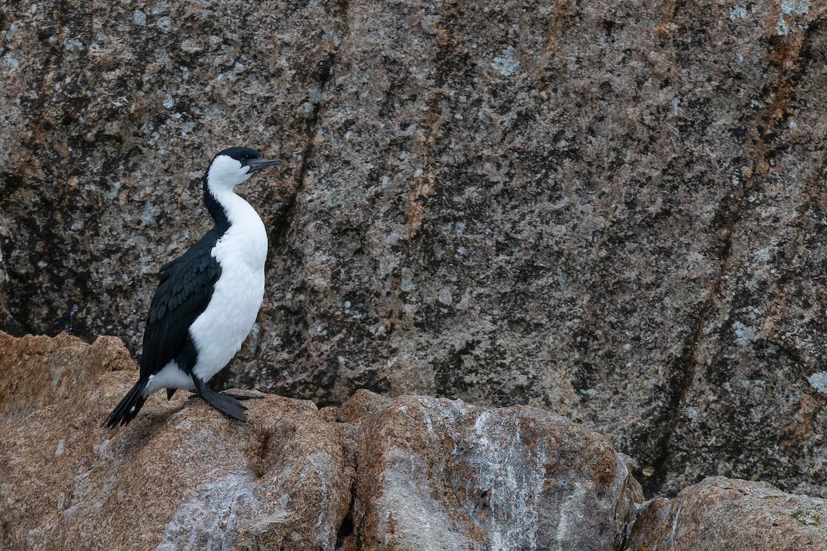 Black-faced Cormorant - ML614633288