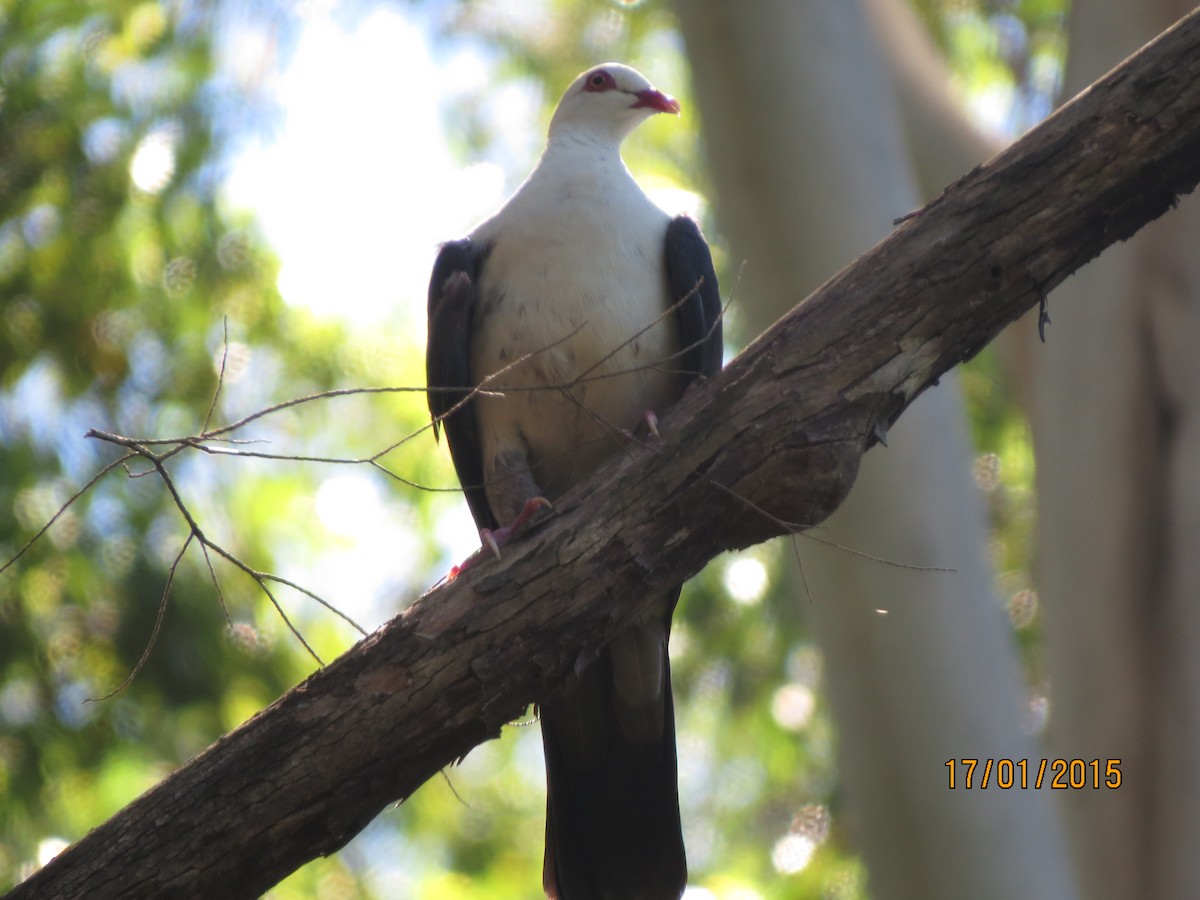 White-headed Pigeon - ML614633299