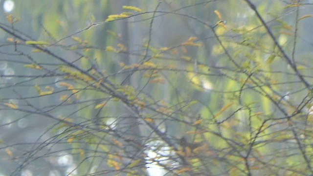 Хасаг дууч шувуу - ML614633315