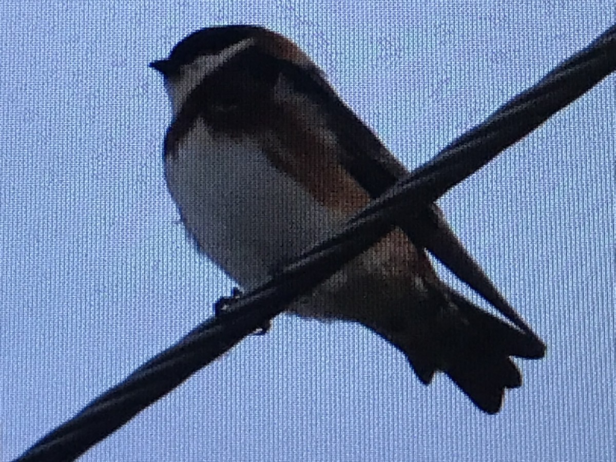 Chestnut-collared Swallow - Jason Horn