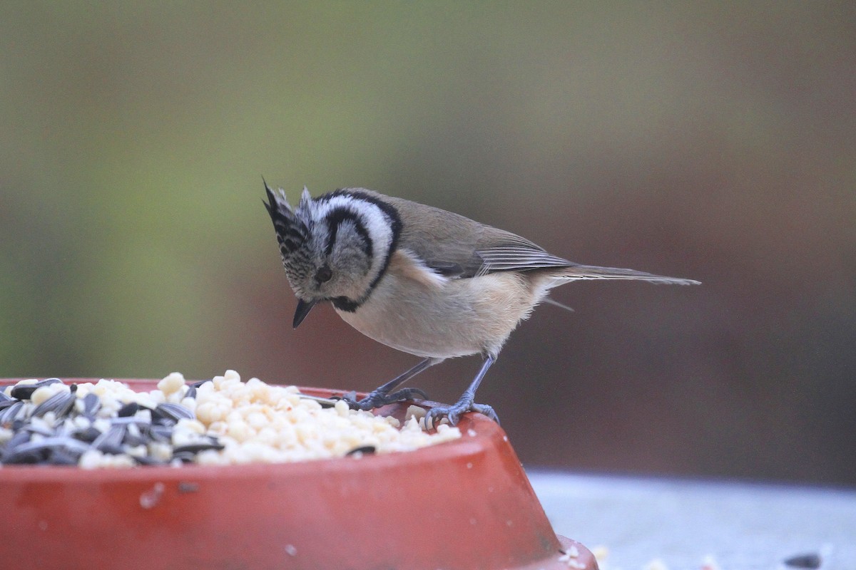 Crested Tit - ML614633342