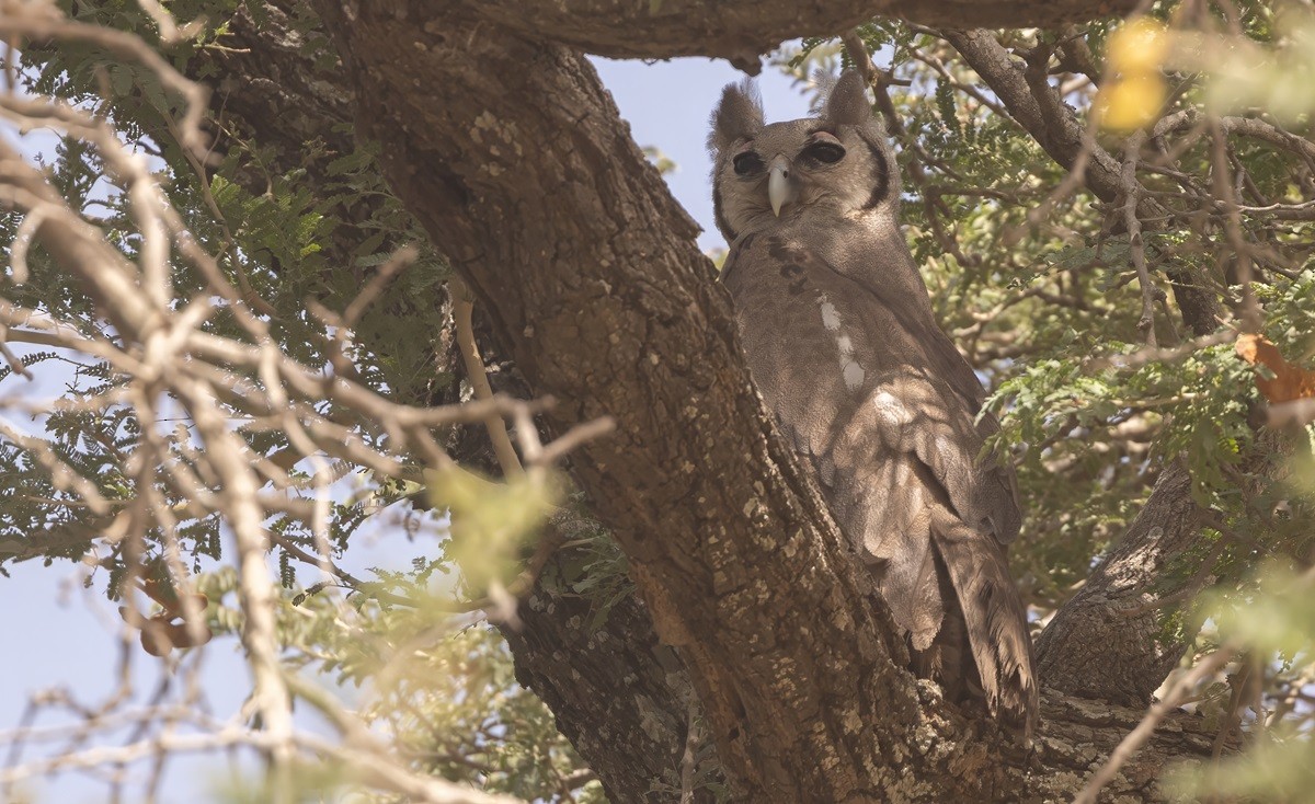 Verreaux's Eagle-Owl - ML614633360