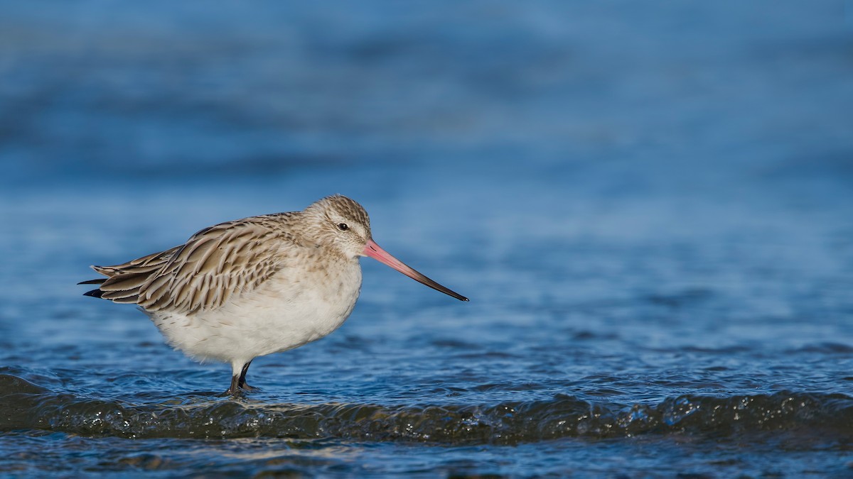 Bar-tailed Godwit - ML614633362