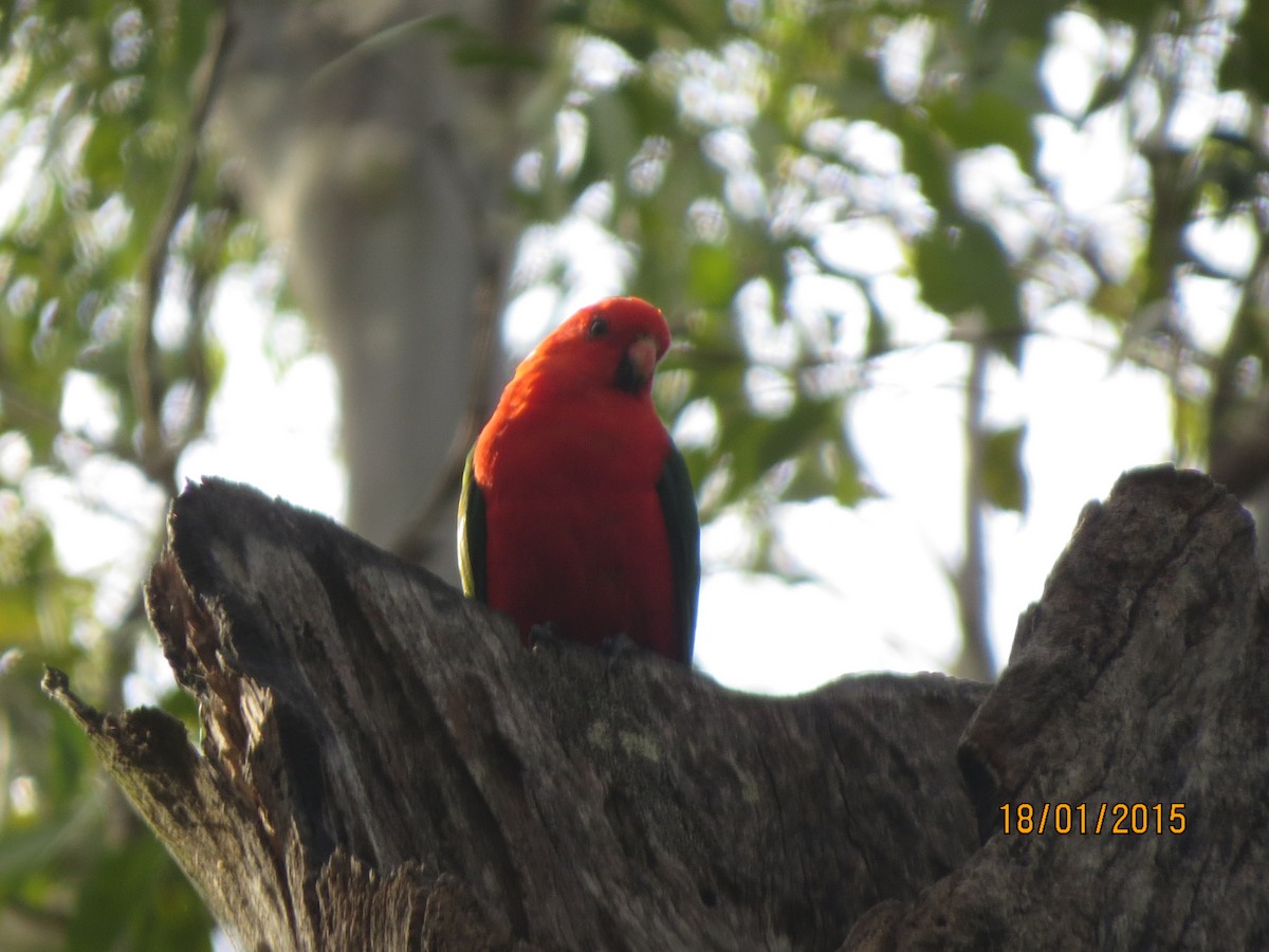 Australian King-Parrot - ML614633366