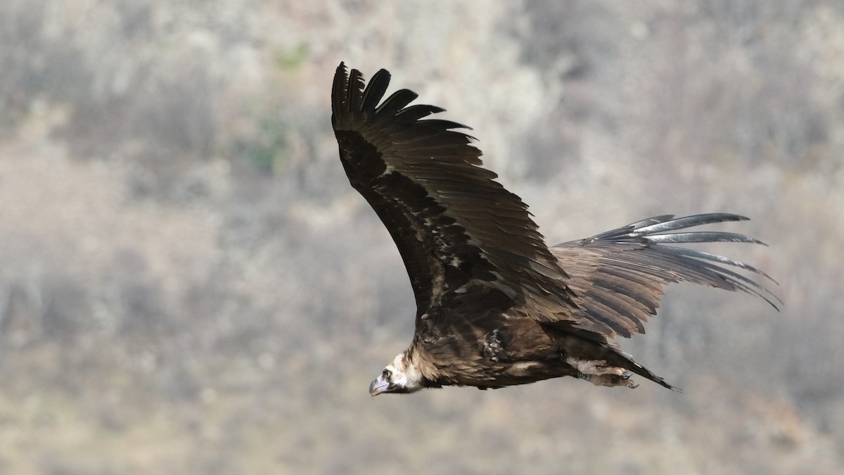 Cinereous Vulture - ML614633369