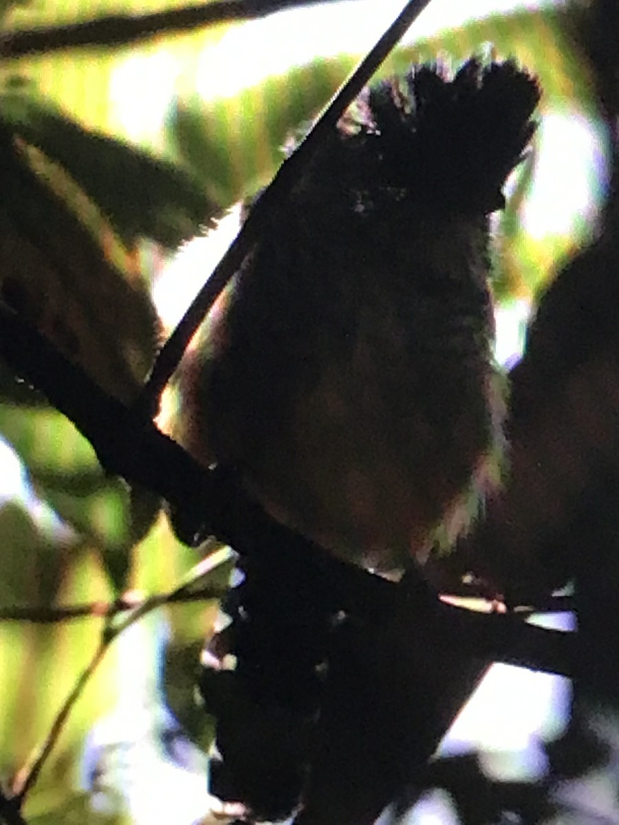 Chapman's Antshrike - ML614633386