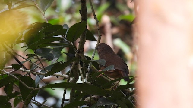 Abbott's Babbler - ML614633407