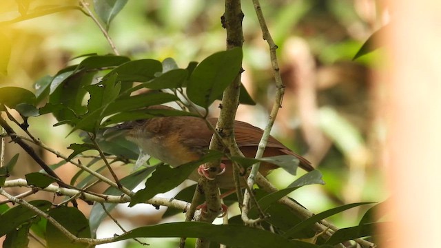 Abbott's Babbler - ML614633408