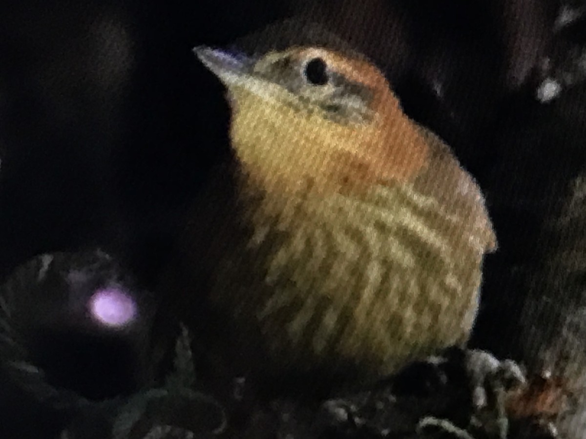 Rufous-necked Foliage-gleaner - Jason Horn