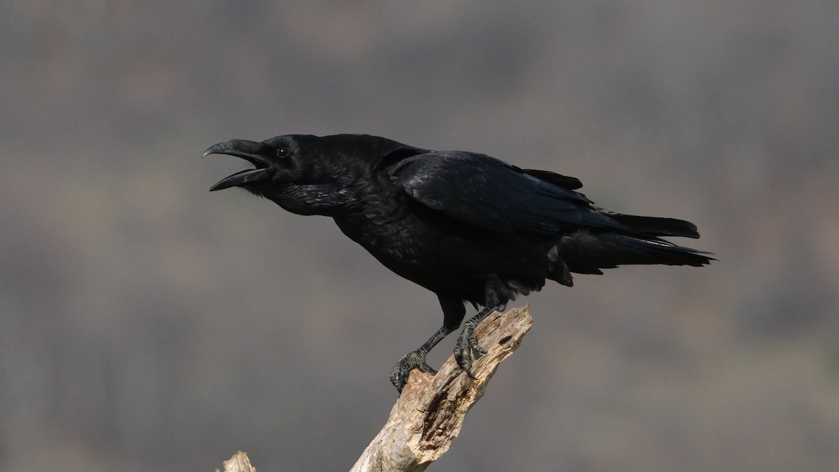 Common Raven - Reyhan Hamdi