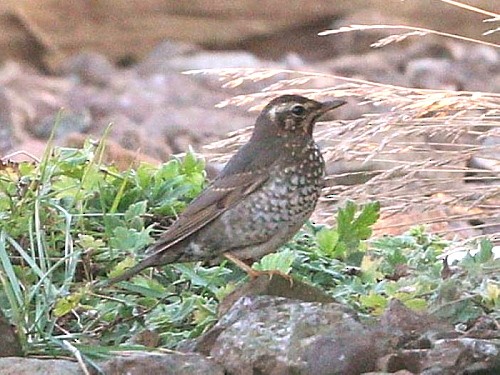 Siberian Thrush (Continental) - ML614633447