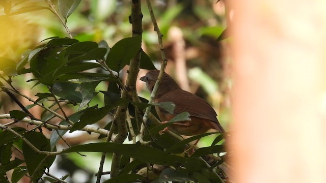 Abbott's Babbler - ML614633456