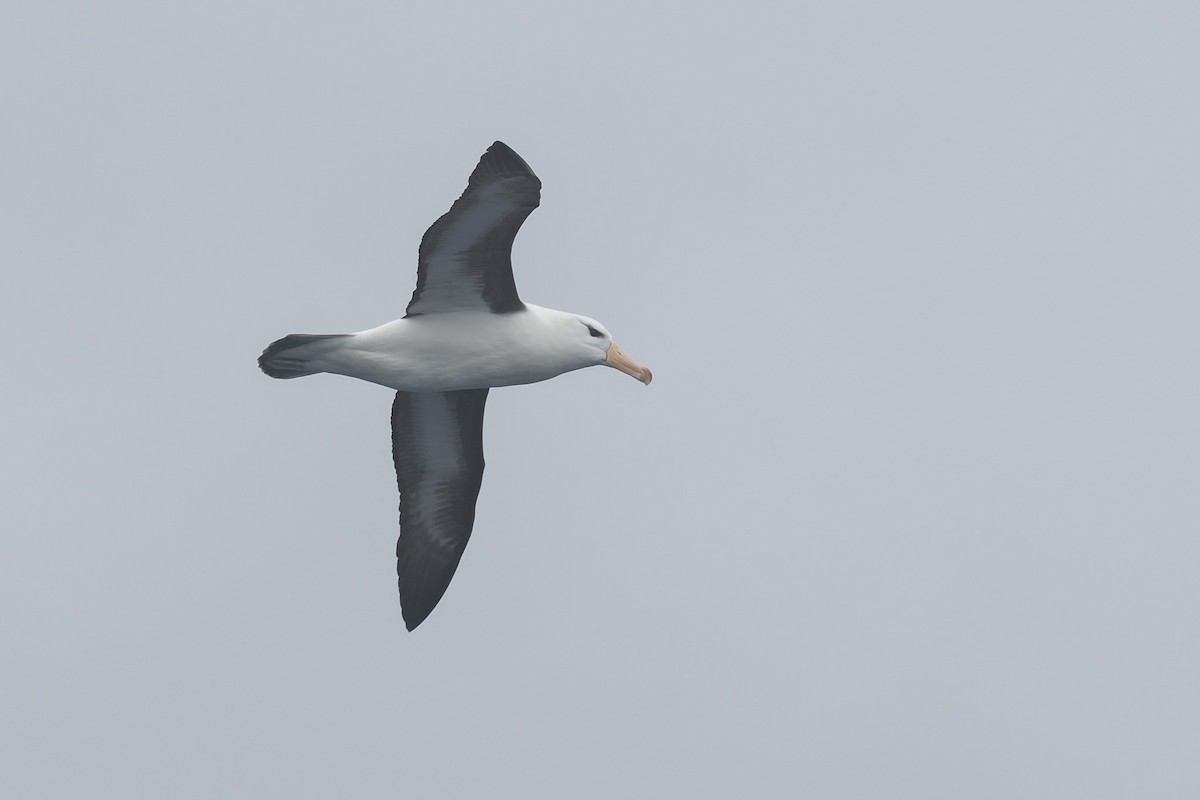 albatros černobrvý (ssp. melanophris) - ML614633492