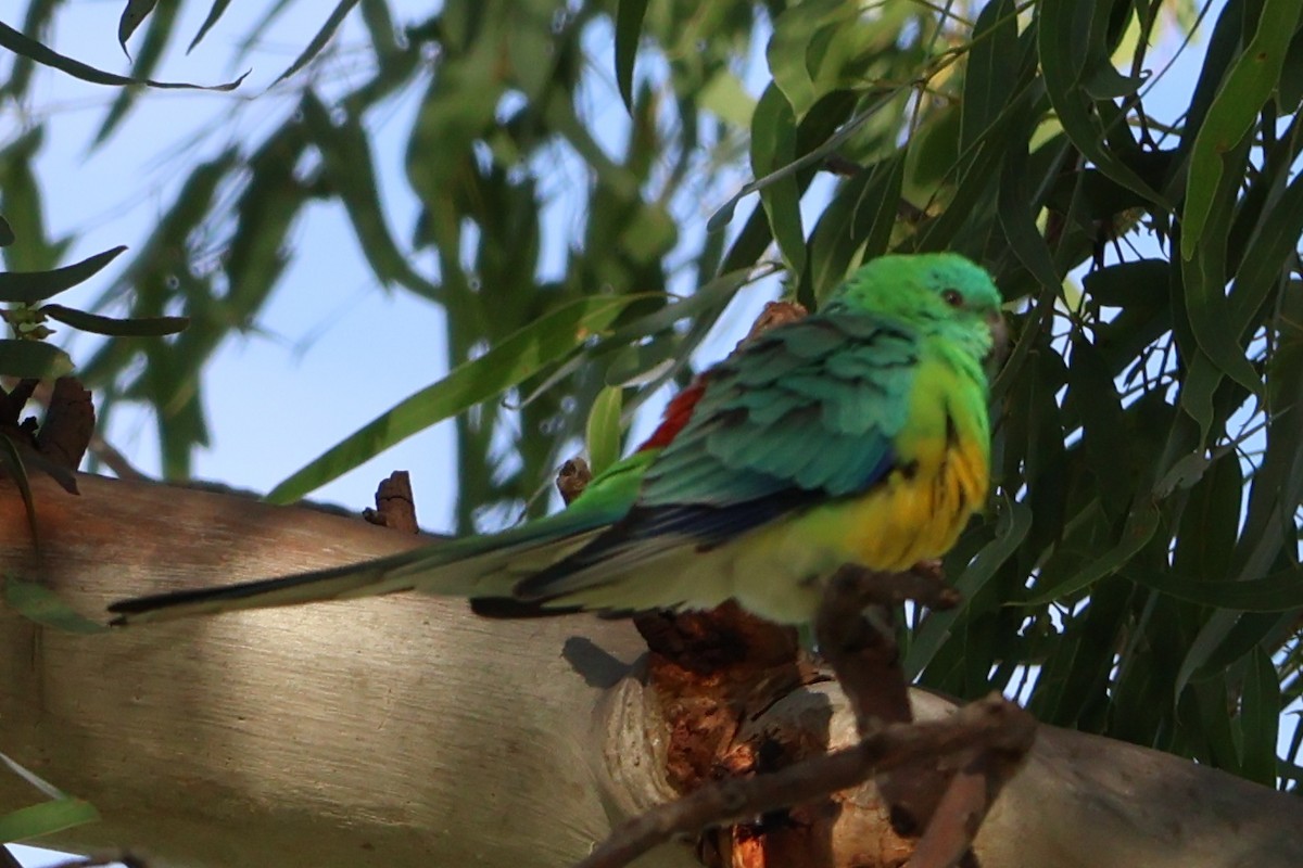 Red-rumped Parrot - ML614633551