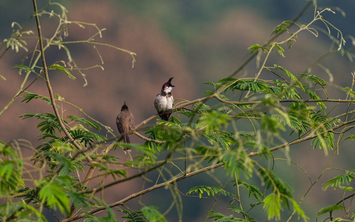 Red-whiskered Bulbul - Sharang Satish