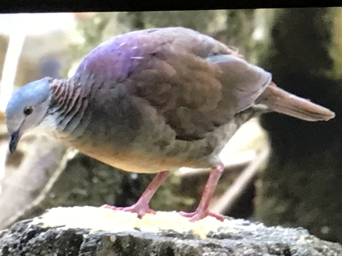 White-throated Quail-Dove - ML614633608