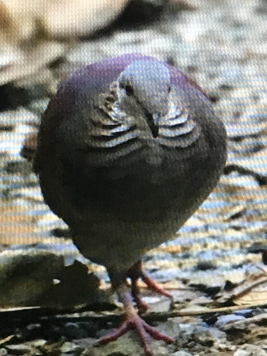 White-throated Quail-Dove - ML614633609