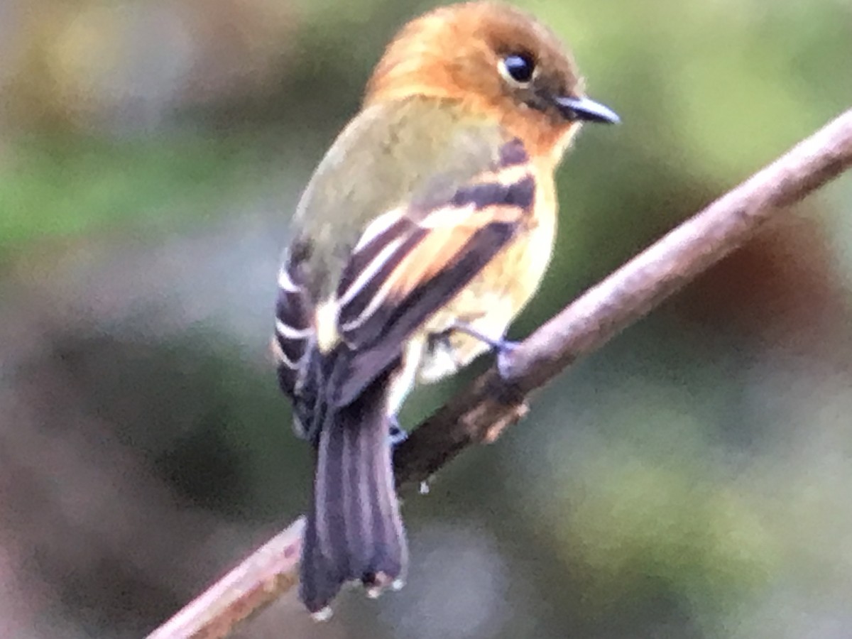 Cinnamon Flycatcher - Jason Horn