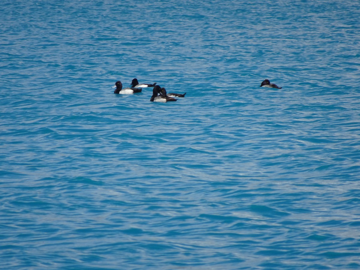 Lesser Scaup - ML614633685