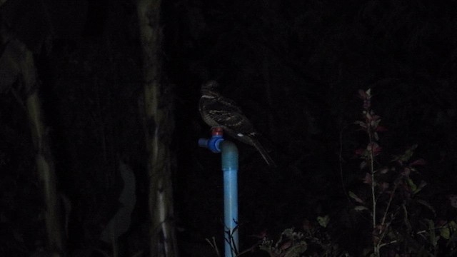 Large-tailed Nightjar - ML614633695