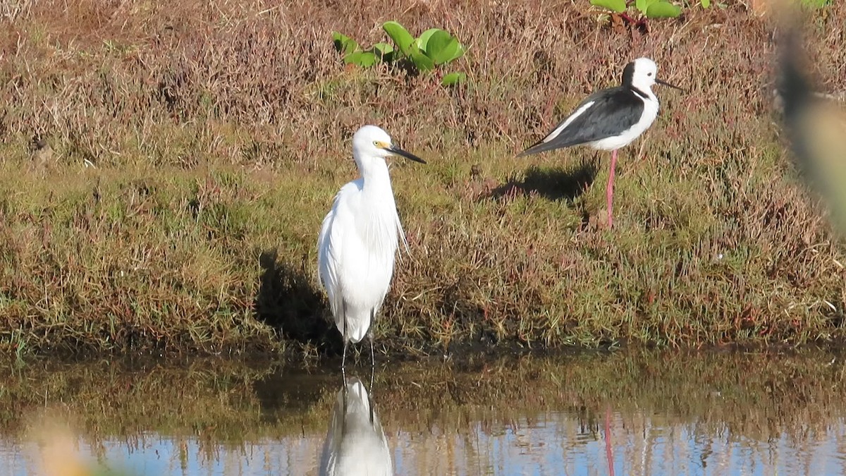 Little Egret - ML614633728