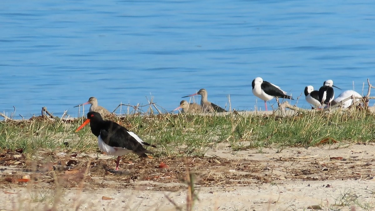 Pied Oystercatcher - ML614633736