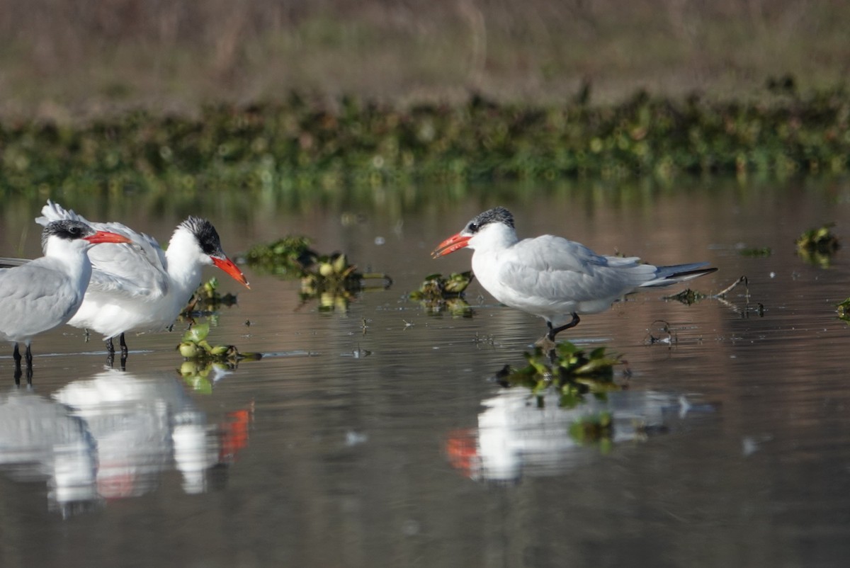 Caspian Tern - ML614633768