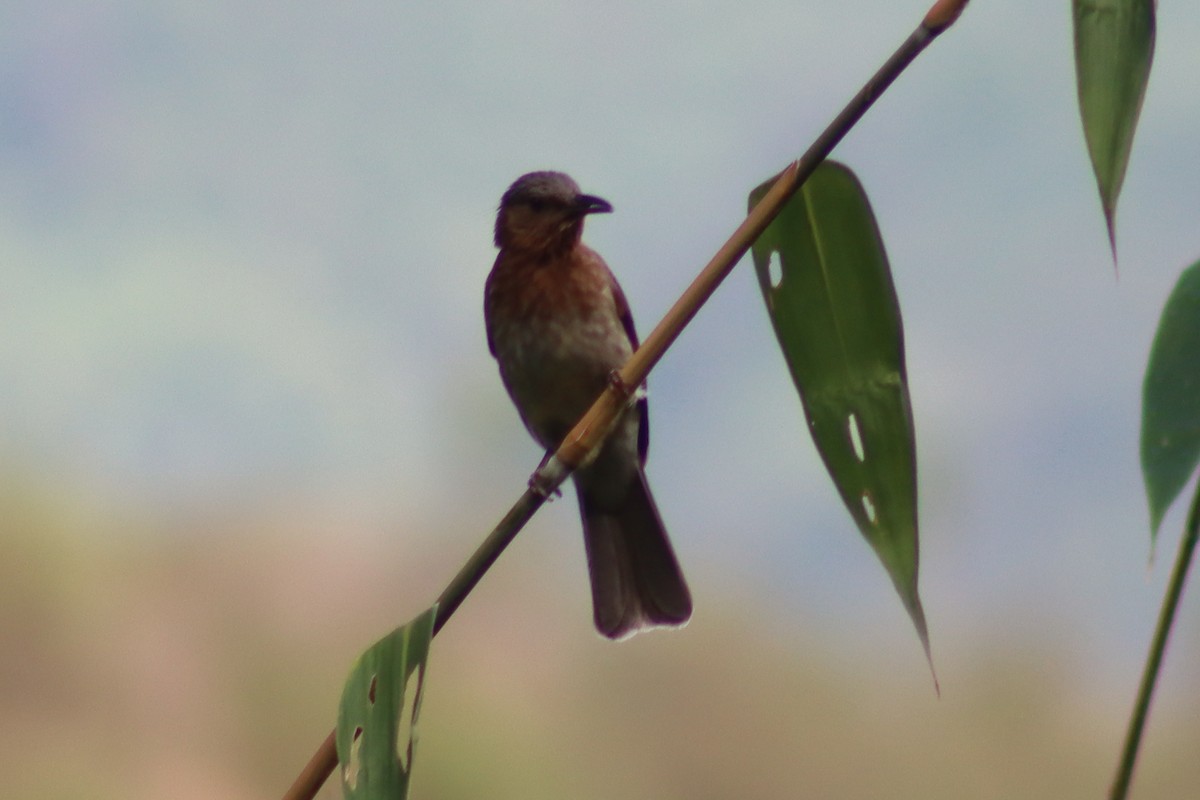 Bulbul de Guimaras - ML614633845